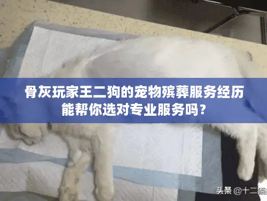 骨灰玩家王二狗的宠物殡葬服务经历能帮你选对专业服务吗？