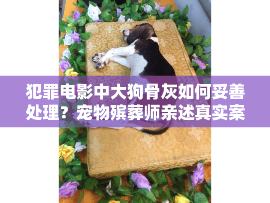犯罪电影中大狗骨灰如何妥善处理？宠物殡葬师亲述真实案例
