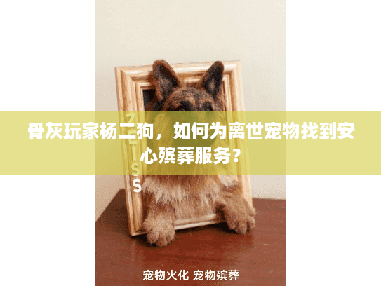 骨灰玩家杨二狗，如何为离世宠物找到安心殡葬服务？