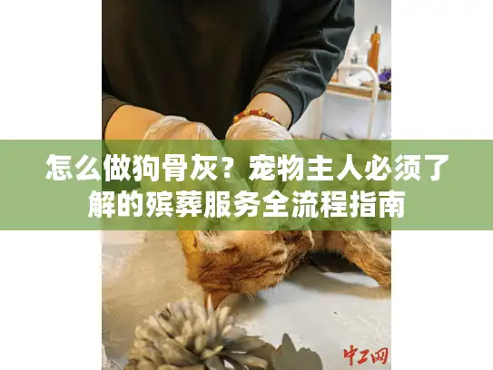 怎么做狗骨灰？宠物主人必须了解的殡葬服务全流程指南