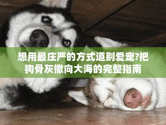 想用最庄严的方式道别爱宠?把狗骨灰撒向大海的完整指南