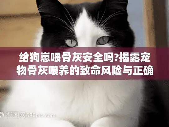 给狗崽喂骨灰安全吗?揭露宠物骨灰喂养的致命风险与正确方案 给狗崽喂骨灰安全吗?揭露宠物骨灰喂养的致命风险与正确方案