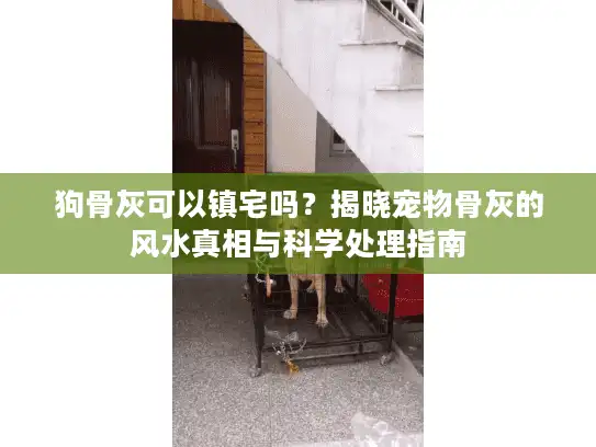 狗骨灰可以镇宅吗？揭晓宠物骨灰的风水真相与科学处理指南