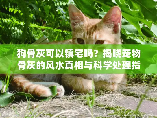 狗骨灰可以镇宅吗？揭晓宠物骨灰的风水真相与科学处理指南