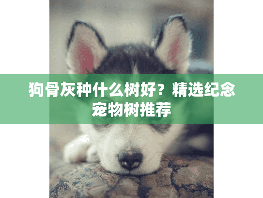 狗骨灰种什么树好？精选纪念宠物树推荐