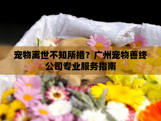 宠物离世不知所措?广州宠物善终公司专业服务指南 宠物离世不知所措?广州宠物善终公司专业服务指南