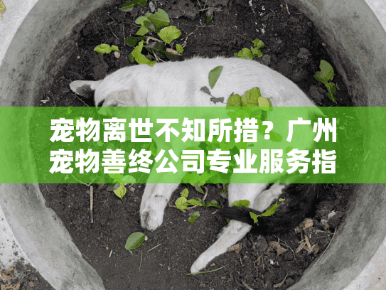 宠物离世不知所措?广州宠物善终公司专业服务指南 宠物离世不知所措?广州宠物善终公司专业服务指南