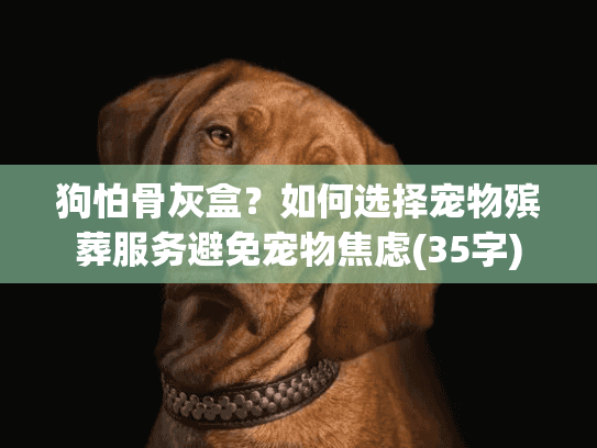 狗怕骨灰盒？如何选择宠物殡葬服务避免宠物焦虑(35字)