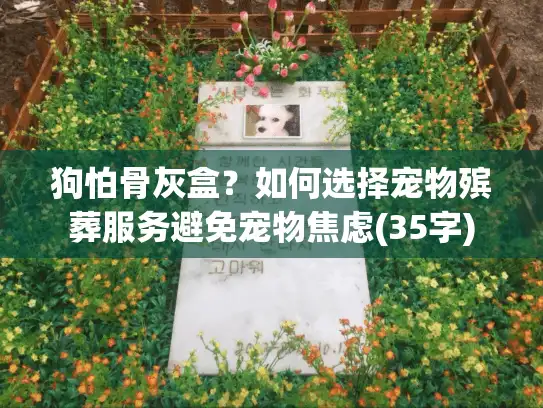 狗怕骨灰盒？如何选择宠物殡葬服务避免宠物焦虑(35字)