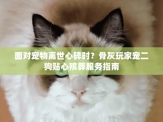 面对宠物离世心碎时？骨灰玩家宠二狗贴心殡葬服务指南