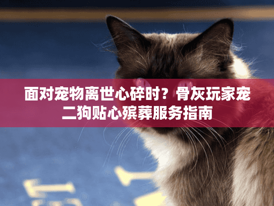 面对宠物离世心碎时？骨灰玩家宠二狗贴心殡葬服务指南