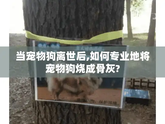 当宠物狗离世后,如何专业地将宠物狗烧成骨灰?