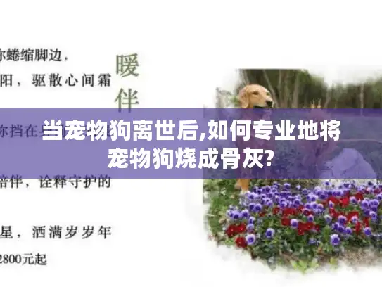 当宠物狗离世后,如何专业地将宠物狗烧成骨灰?