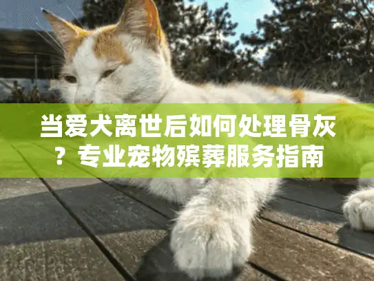当爱犬离世后如何处理骨灰？专业宠物殡葬服务指南