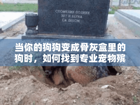 当你的狗狗变成骨灰盒里的狗时,如何找到专业宠物殡葬服务? 当你的狗狗变成骨灰盒里的狗时,如何找到专业宠物殡葬服务?