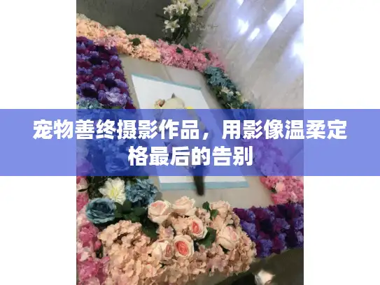 宠物善终摄影作品,用影像温柔定格最后的告别 宠物善终摄影作品,用影像温柔定格最后的告别