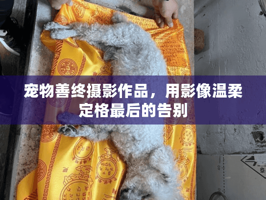 宠物善终摄影作品,用影像温柔定格最后的告别 宠物善终摄影作品,用影像温柔定格最后的告别