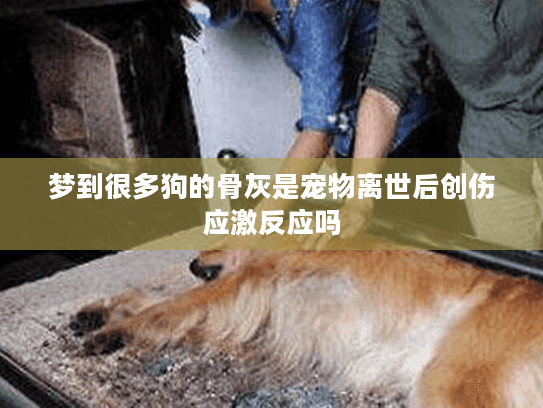 梦到很多狗的骨灰是宠物离世后创伤应激反应吗
