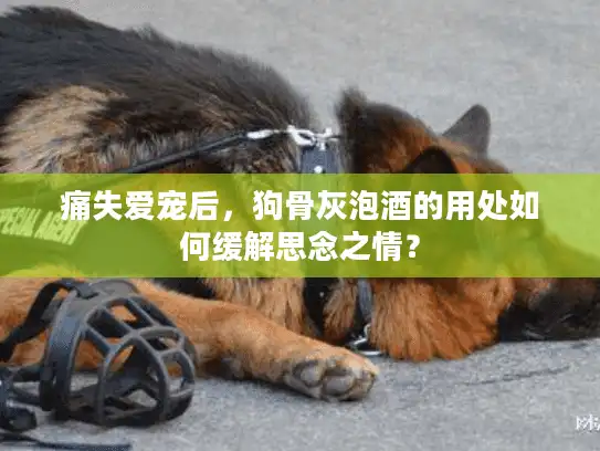 痛失爱宠后，狗骨灰泡酒的用处如何缓解思念之情？