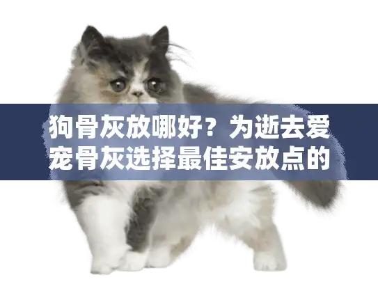 狗骨灰放哪好?为逝去爱宠骨灰选择最佳安放点的实用指南 狗骨灰放哪好?为逝去爱宠骨灰选择最佳安放点的实用指南