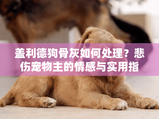 盖利德狗骨灰如何处理?悲伤宠物主的情感与实用指南 盖利德狗骨灰如何处理?悲伤宠物主的情感与实用指南