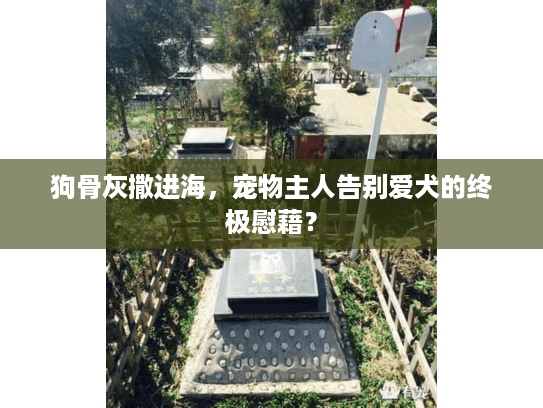 狗骨灰撒进海，宠物主人告别爱犬的终极慰藉？