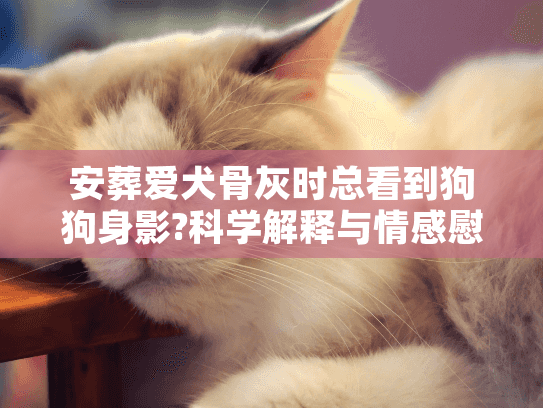 安葬爱犬骨灰时总看到狗狗身影?科学解释与情感慰藉指南