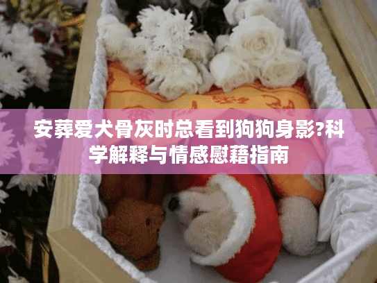 安葬爱犬骨灰时总看到狗狗身影?科学解释与情感慰藉指南