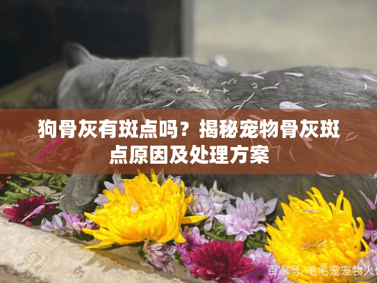 狗骨灰有斑点吗？揭秘宠物骨灰斑点原因及处理方案