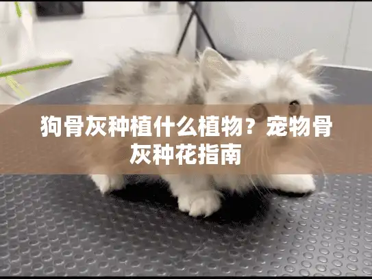 狗骨灰种植什么植物？宠物骨灰种花指南