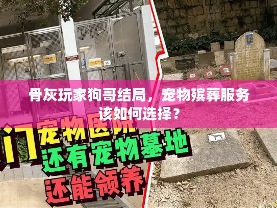 骨灰玩家狗哥结局，宠物殡葬服务该如何选择？