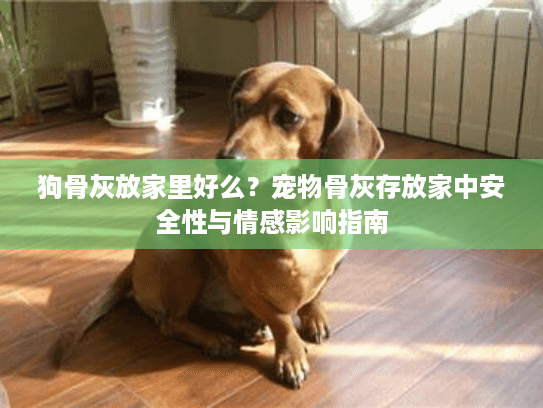 狗骨灰放家里好么？宠物骨灰存放家中安全性与情感影响指南