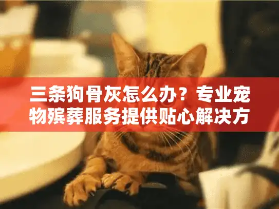 三条狗骨灰怎么办?专业宠物殡葬服务提供贴心解决方案 三条狗骨灰怎么办?专业宠物殡葬服务提供贴心解决方案