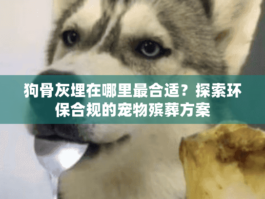 狗骨灰埋在哪里最合适？探索环保合规的宠物殡葬方案