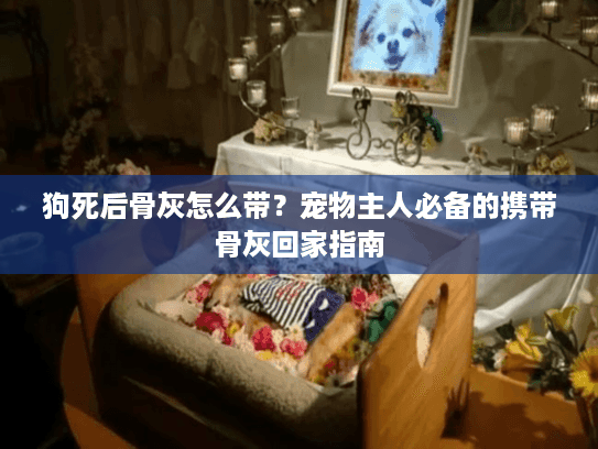 狗死后骨灰怎么带？宠物主人必备的携带骨灰回家指南