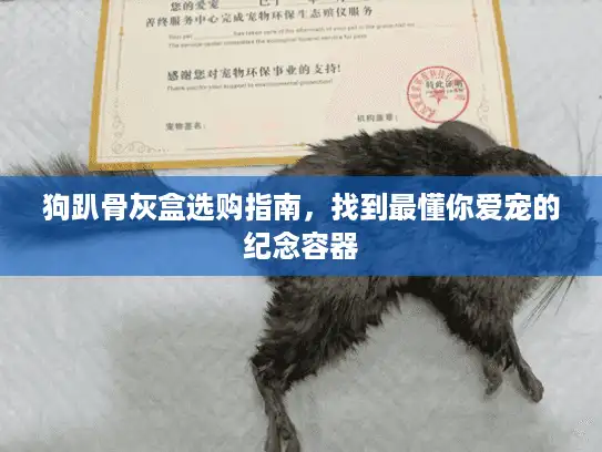 狗趴骨灰盒选购指南，找到最懂你爱宠的纪念容器