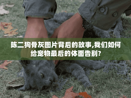 陈二狗骨灰图片背后的故事,我们如何给宠物最后的体面告别?