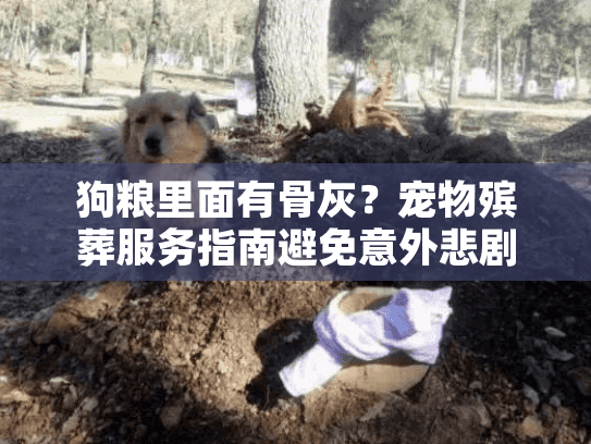 狗粮里面有骨灰？宠物殡葬服务指南避免意外悲剧