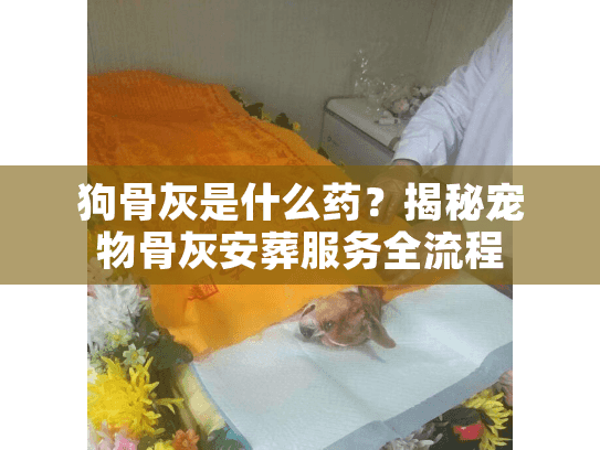 狗骨灰是什么药？揭秘宠物骨灰安葬服务全流程