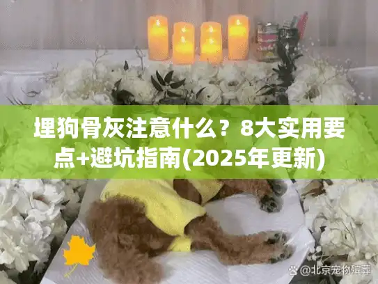 埋狗骨灰注意什么？8大实用要点+避坑指南(2025年更新)