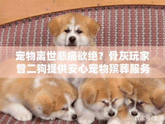 宠物离世悲痛欲绝？骨灰玩家曾二狗提供安心宠物殡葬服务指南