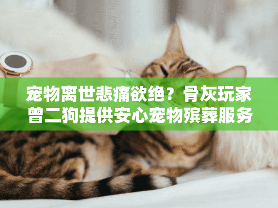 宠物离世悲痛欲绝？骨灰玩家曾二狗提供安心宠物殡葬服务指南