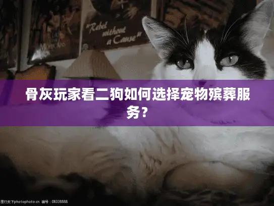 骨灰玩家看二狗如何选择宠物殡葬服务？
