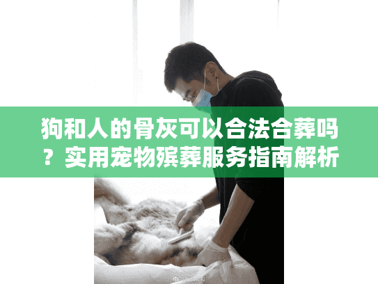 狗和人的骨灰可以合法合葬吗？实用宠物殡葬服务指南解析