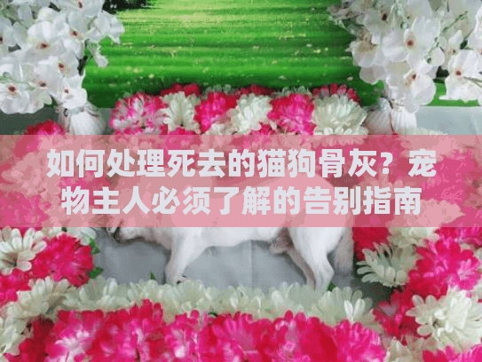 如何处理死去的猫狗骨灰？宠物主人必须了解的告别指南