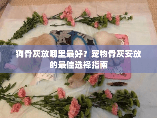 狗骨灰放哪里最好？宠物骨灰安放的最佳选择指南