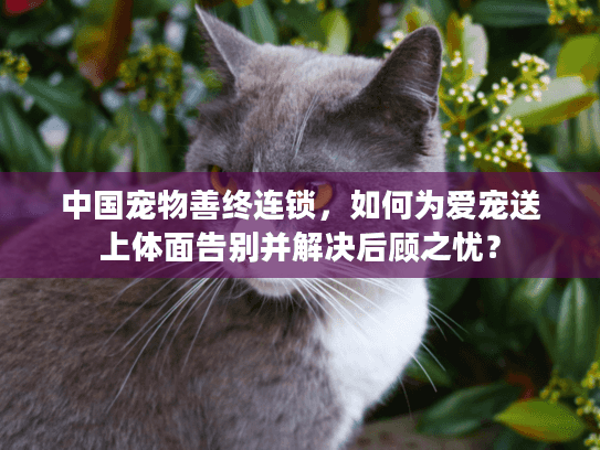 中国宠物善终连锁，如何为爱宠送上体面告别并解决后顾之忧？