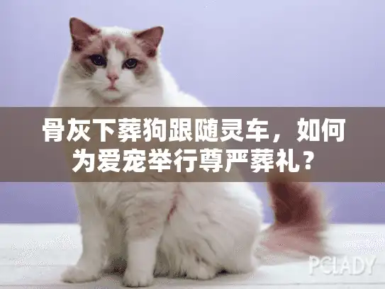 骨灰下葬狗跟随灵车，如何为爱宠举行尊严葬礼？