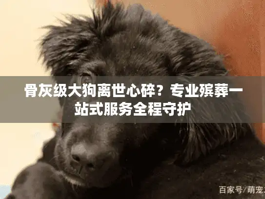 骨灰级大狗离世心碎?专业殡葬一站式服务全程守护 骨灰级大狗离世心碎?专业殡葬一站式服务全程守护