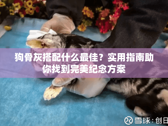 狗骨灰搭配什么最佳？实用指南助你找到完美纪念方案